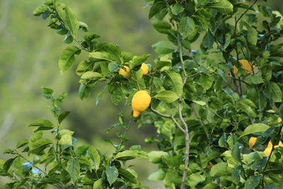 Close-up of fruits growing on tree