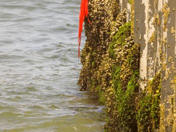 Close-up of plants growing in sea