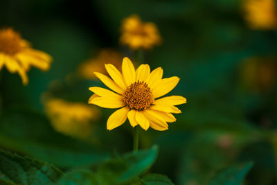 Close-up of yellow flower on field