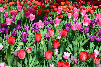 Full frame shot of red pink  tulip flowers