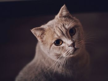 Close-up portrait of a cat against black background