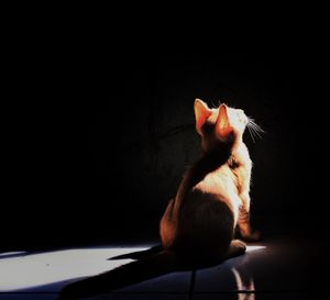 Cat sitting against black background