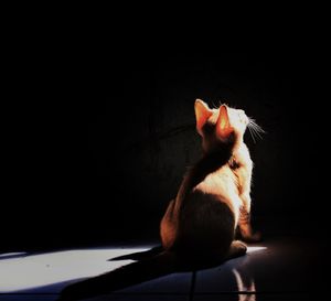 Kitten sitting on floor in darkroom