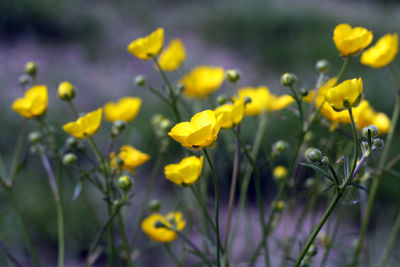 Close-up of yellow flowers growing on field