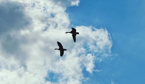 Low angle view of birds flying in sky