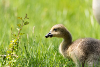 Close-up of duck on field