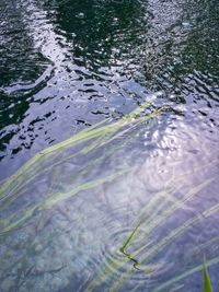 Reflection of trees in water