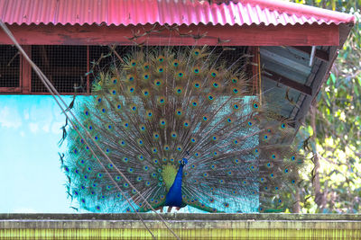 View of peacock on roof