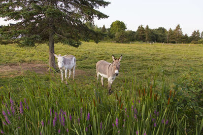 Frontal view of cute dove grey and white contentin donkeys standing in field staring