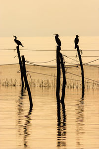 Silhouette people standing on shore against sky during sunset