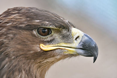 Falcon in the zoo looking at camera