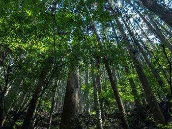 Low angle view of trees in forest