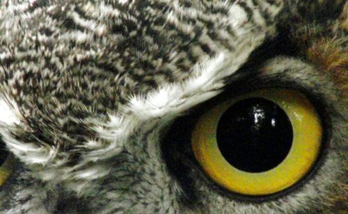 Close-up portrait of owl