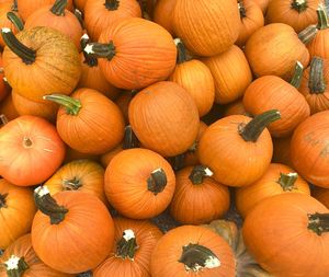 High angle view of pumpkins in market
