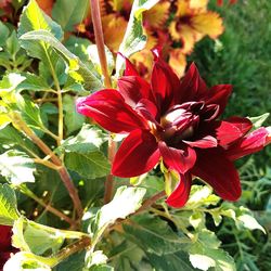 Close-up of red hibiscus blooming outdoors