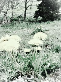 Close-up of flower growing on field