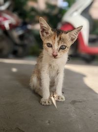 Close-up portrait of cat