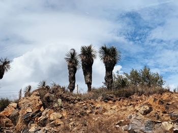 Trees on rocks against sky
