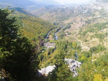 High angle view of lush foliage