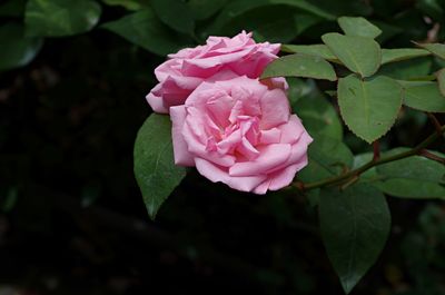 Close-up of pink rose