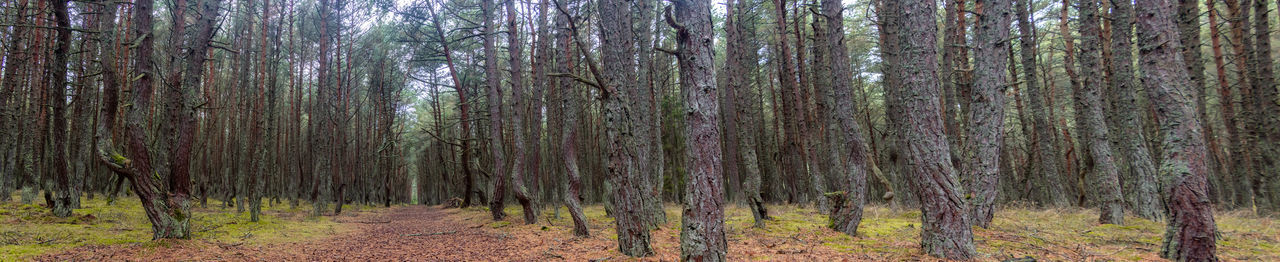 Panoramic shot of trees in forest