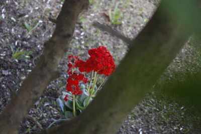 Red flowers on tree trunk