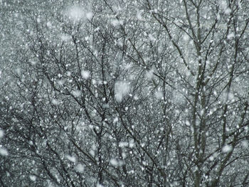 Low angle view of bare tree