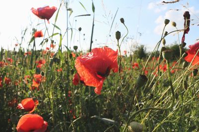 Close-up of red poppies blooming in field