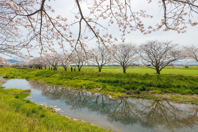 Cherry blossom trees along the river 
 kusaba river, chikuzen town, fukuoka prefecture