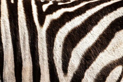 Full frame shot of zebra