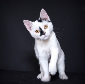 Portrait of cat sitting against black background