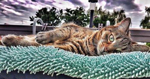 Close-up of tiger against sky