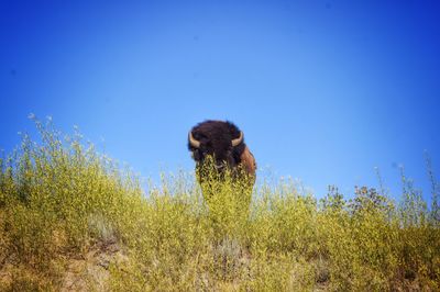 Bison on field against clear blue sky