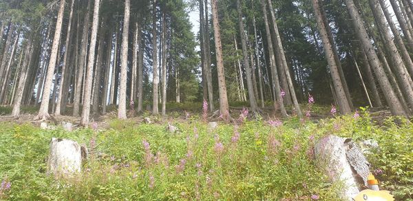 View of trees in forest