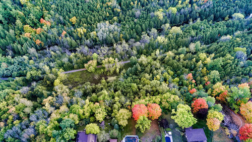 High angle view of trees in forest