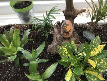 Close-up of potted plants
