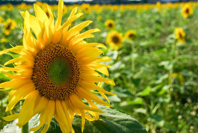 Close-up of fresh sunflower blooming in field