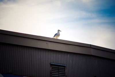 Low angle view of seagull perching on roof against building