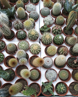 A mix of different cactus types