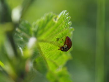 Close-up of insect on leaf