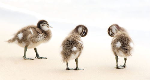 Close-up of ducklings on sand