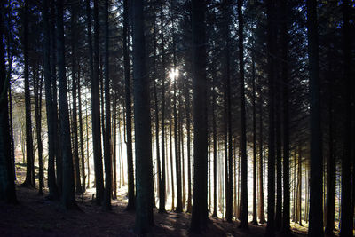 Pine trees in forest