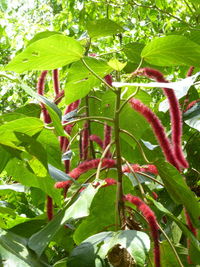 Close-up of fresh green plant