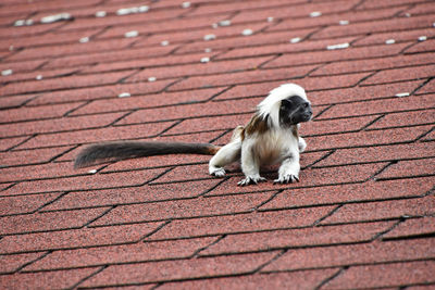 Cat on footpath