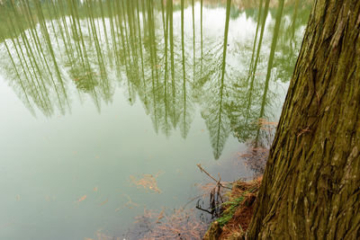 Reflection of tree in lake against sky