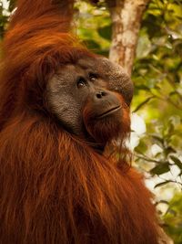 Close-up of an orangutan 