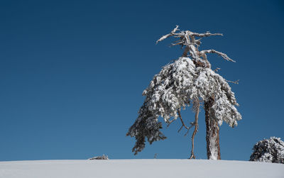 Winter landscape in snowy mountains. frozen snowy lonely fir trees against blue sky.