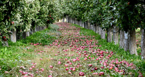 View of flowering plants in park