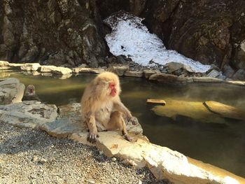 Monkey sitting on rock by lake