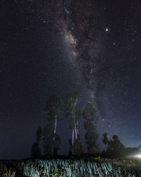 Trees against sky at night